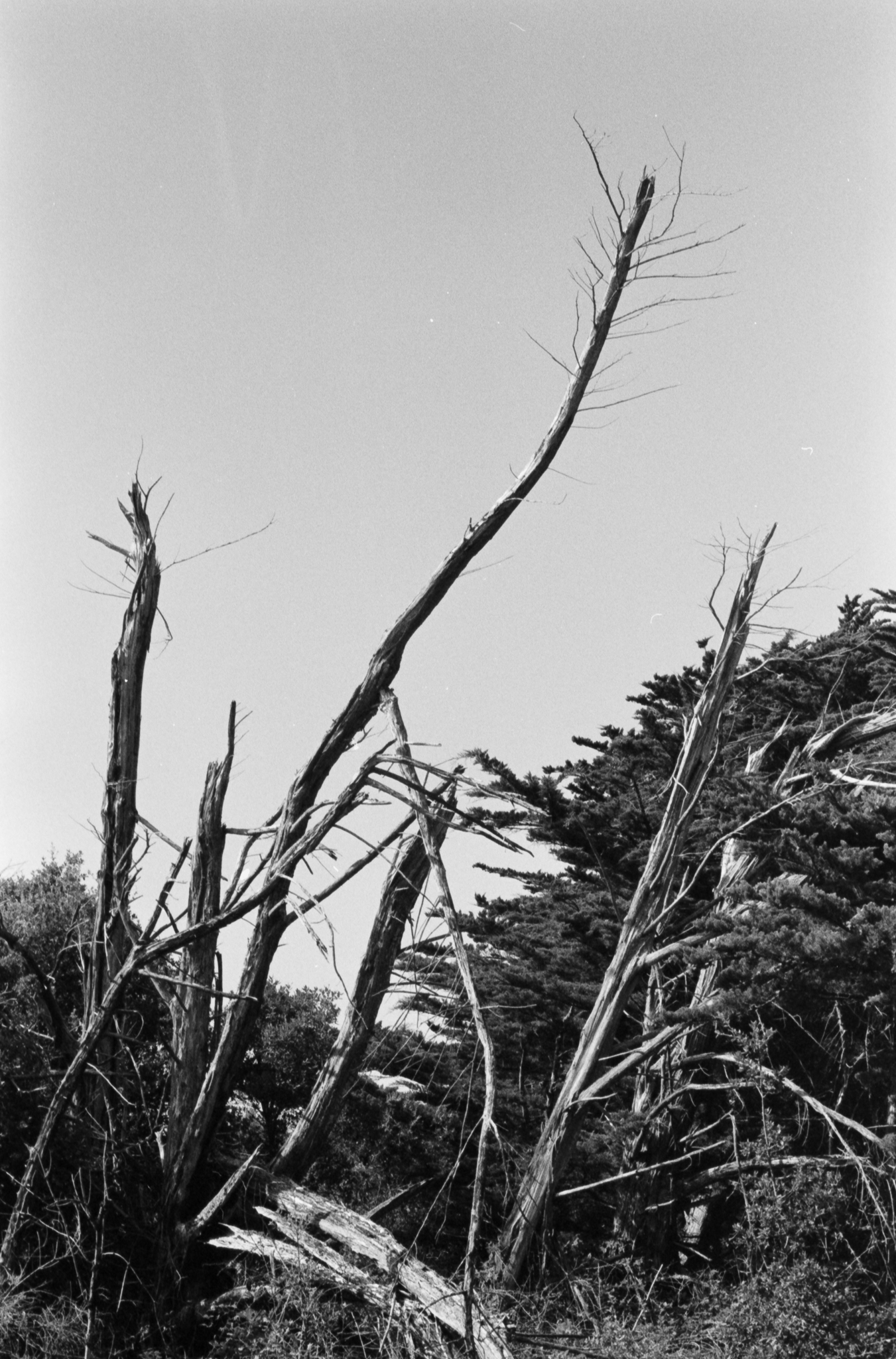 The silhouette of a tree